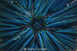 Close up of the madreporite on a Spiny Urchin.

Photo t... by Gary Coulter 